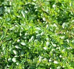 Oregano (Dobromysl) obecné 'Wilder Majoran Compact' - Origanum vulgare 'Wilder Majoran Compact'