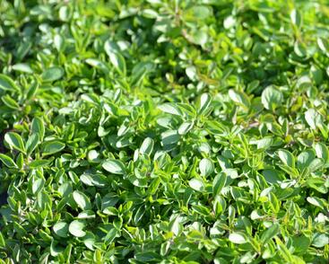 Oregano obecné, dobromysl 'Wilder Majoran Compact'