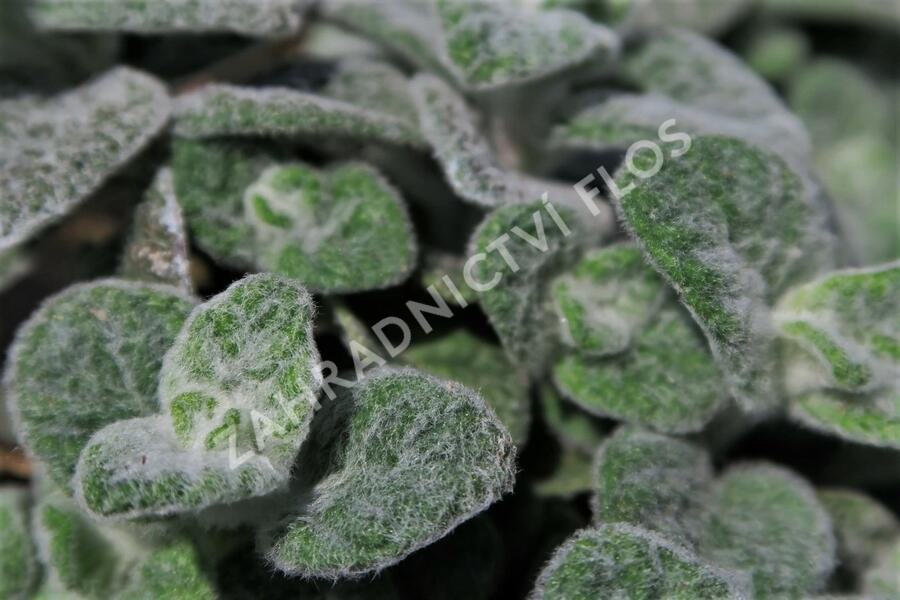 Oregano (Dobromysl) 'Teddy' - Origanum 'Teddy'