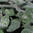 Oregano (Dobromysl) 'Teddy' - Origanum 'Teddy'