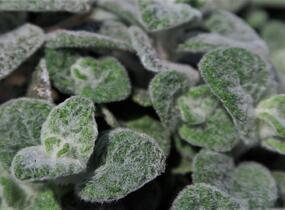Oregano, dobromysl 'Teddy' - Origanum 'Teddy'