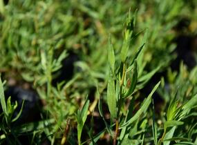 Pelyněk estragon - Artemisia dracunculus