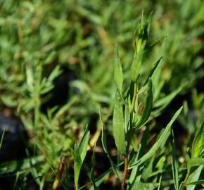 Pelyněk estragon - Artemisia dracunculus