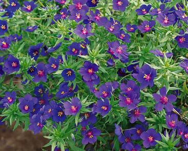 Drchnička velkokvětá 'Skylover'