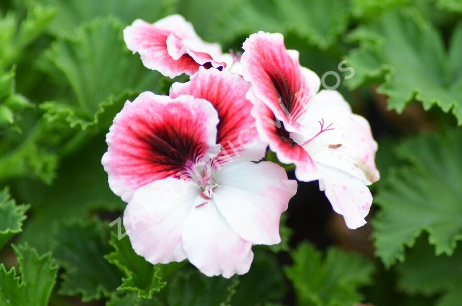 Muškát, pelargonie velkokvětá 'Aristo Darling' - Pelargonium grandiflorum 'Aristo Darling'