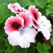 Muškát, pelargonie velkokvětá 'Aristo Darling' - Pelargonium grandiflorum 'Aristo Darling'