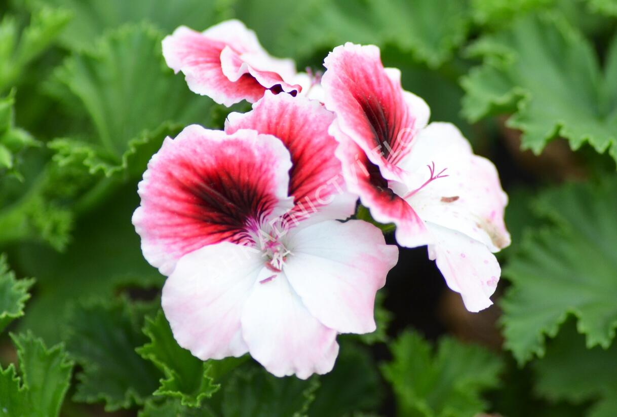 Muškát, pelargonie velkokvětá 'Aristo Darling' - Pelargonium grandiflorum 'Aristo Darling'