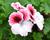 Muškát, pelargonie velkokvětá 'Aristo Darling'
