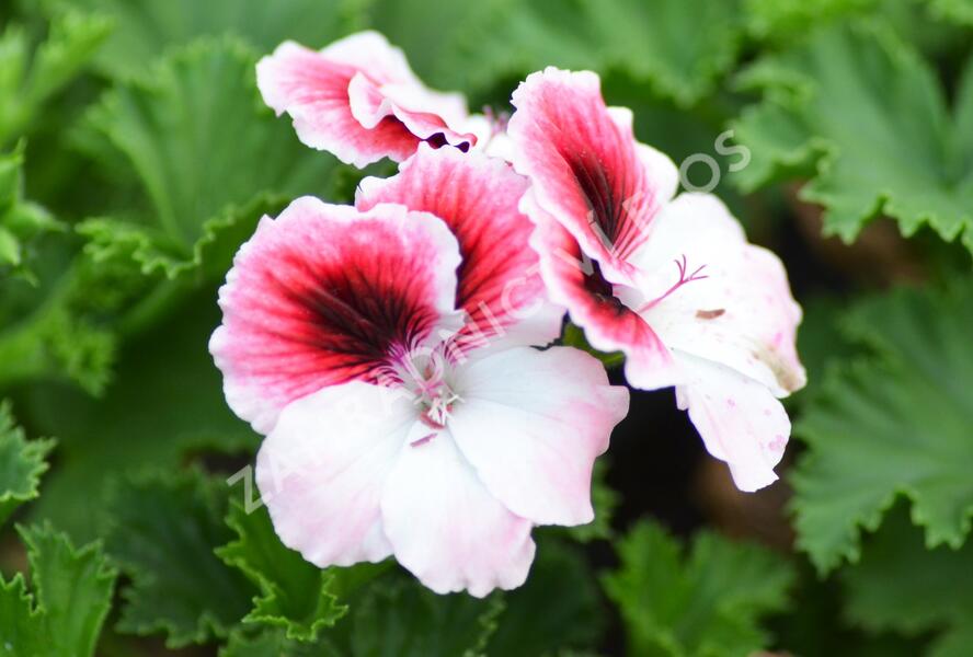 Muškát, pelargonie velkokvětá 'Aristo Darling' - Pelargonium grandiflorum 'Aristo Darling'