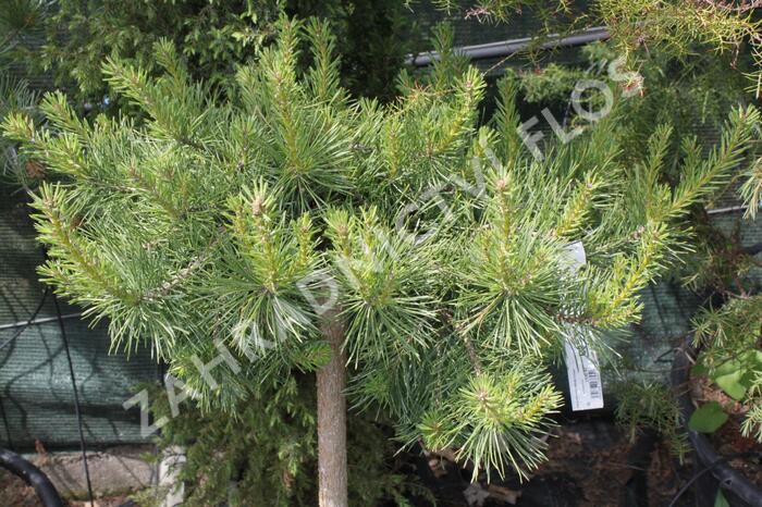 Borovice lesní 'Hillside Creeper' - Pinus sylvestris 'Hillside Creeper'