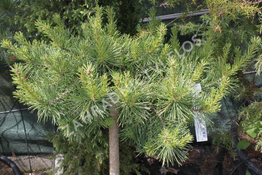 Borovice lesní 'Hillside Creeper' - Pinus sylvestris 'Hillside Creeper'