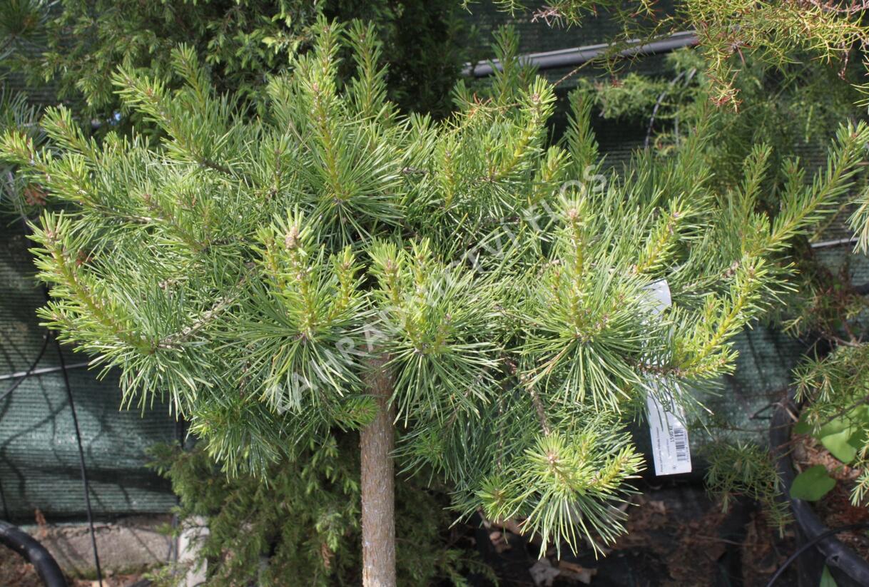 Borovice lesní 'Hillside Creeper' - Pinus sylvestris 'Hillside Creeper'