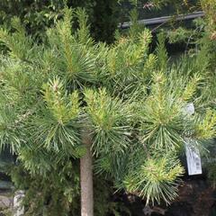 Borovice lesní 'Hillside Creeper' - Pinus sylvestris 'Hillside Creeper'