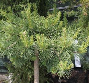 Borovice lesní 'Hillside Creeper' - Pinus sylvestris 'Hillside Creeper'