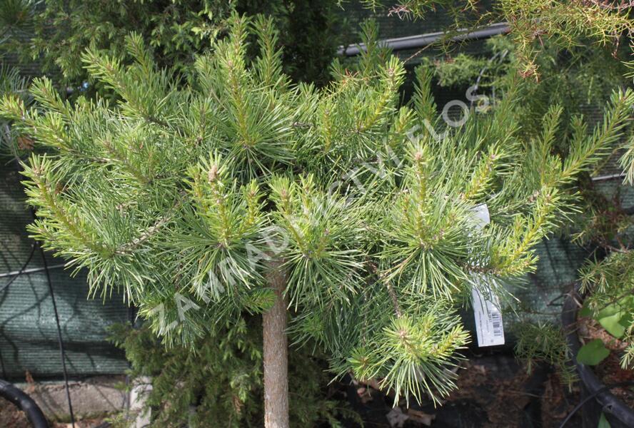 Borovice lesní 'Hillside Creeper' - Pinus sylvestris 'Hillside Creeper'