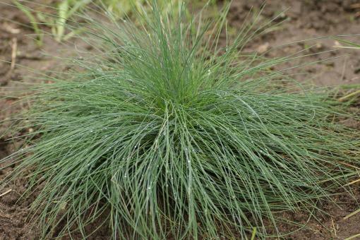 Kostřava popelavá 'Festina' - Festuca cinerea 'Festina'
