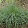 Kostřava popelavá 'Festina' - Festuca cinerea 'Festina'