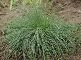 Kostřava popelavá 'Festina' - Festuca cinerea 'Festina'