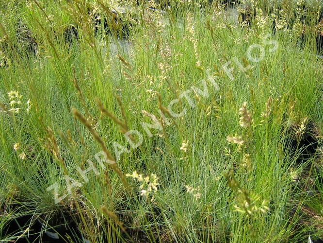 Kostřava popelavá 'Festina' - Festuca cinerea 'Festina'