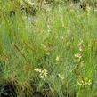 Kostřava popelavá 'Festina' - Festuca cinerea 'Festina'