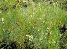Kostřava popelavá 'Festina' - Festuca cinerea 'Festina'