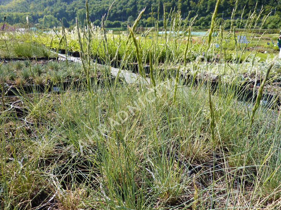 Kostřava popelavá 'Festina' - Festuca cinerea 'Festina'