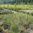 Kostřava popelavá 'Festina' - Festuca cinerea 'Festina'