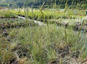 Kostřava popelavá 'Festina' - Festuca cinerea 'Festina'