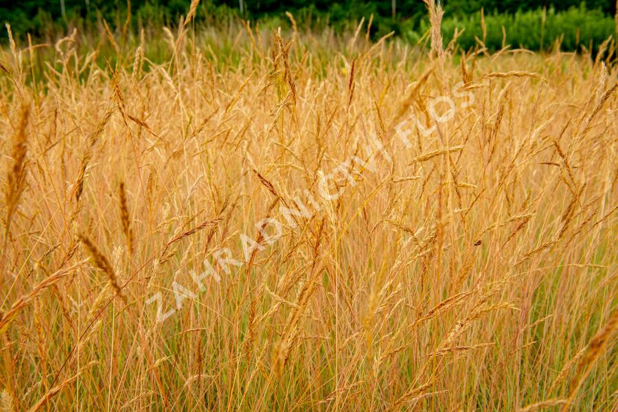 Kostřava popelavá 'Festina' - Festuca cinerea 'Festina'