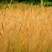 Kostřava popelavá 'Festina' - Festuca cinerea 'Festina'