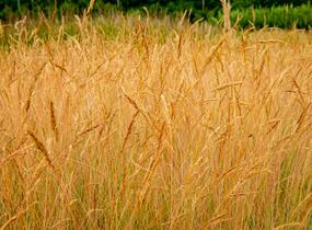 Kostřava popelavá 'Festina' - Festuca cinerea 'Festina'