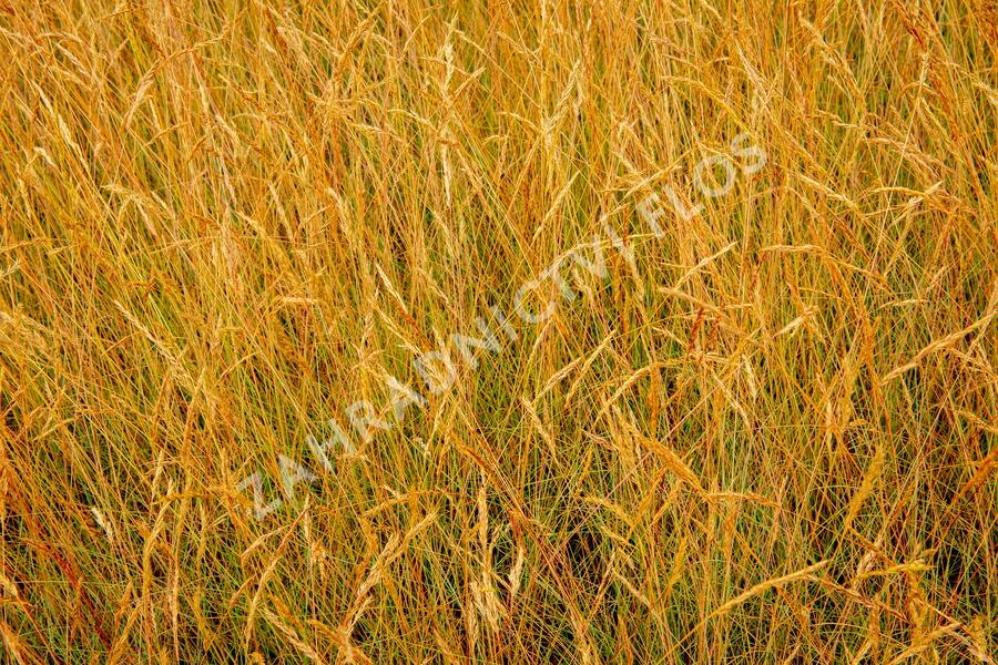 Kostřava popelavá 'Festina' - Festuca cinerea 'Festina'