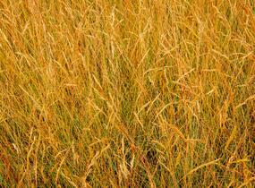 Kostřava popelavá 'Festina' - Festuca cinerea 'Festina'
