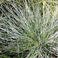 Kostřava popelavá 'Eisvogel' - Festuca cinerea 'Eisvogel'