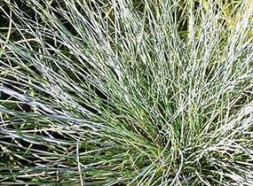 Kostřava popelavá 'Eisvogel' - Festuca cinerea 'Eisvogel'