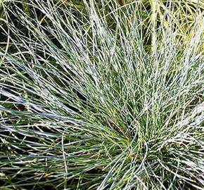 Kostřava popelavá 'Eisvogel' - Festuca cinerea 'Eisvogel'