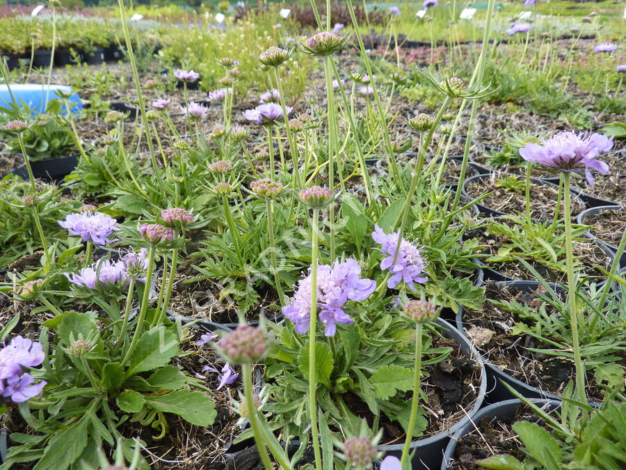 Hlaváč fialový 'Blue Diamonds' - Scabiosa columbaria 'Blue Diamonds'