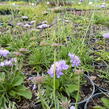 Hlaváč fialový 'Blue Diamonds' - Scabiosa columbaria 'Blue Diamonds'