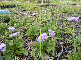 Hlaváč fialový 'Blue Diamonds' - Scabiosa columbaria 'Blue Diamonds'