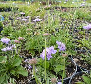 Hlaváč fialový 'Blue Diamonds' - Scabiosa columbaria 'Blue Diamonds'