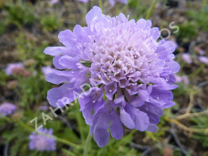 Hlaváč fialový 'Blue Diamonds' - Scabiosa columbaria 'Blue Diamonds'