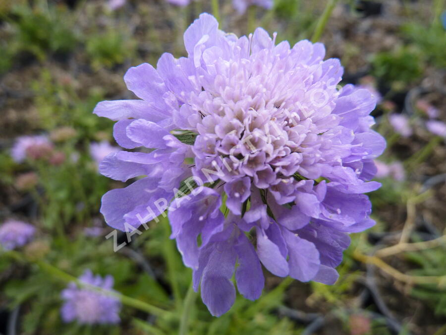Hlaváč fialový 'Blue Diamonds' - Scabiosa columbaria 'Blue Diamonds'