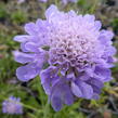 Hlaváč fialový 'Blue Diamonds' - Scabiosa columbaria 'Blue Diamonds'