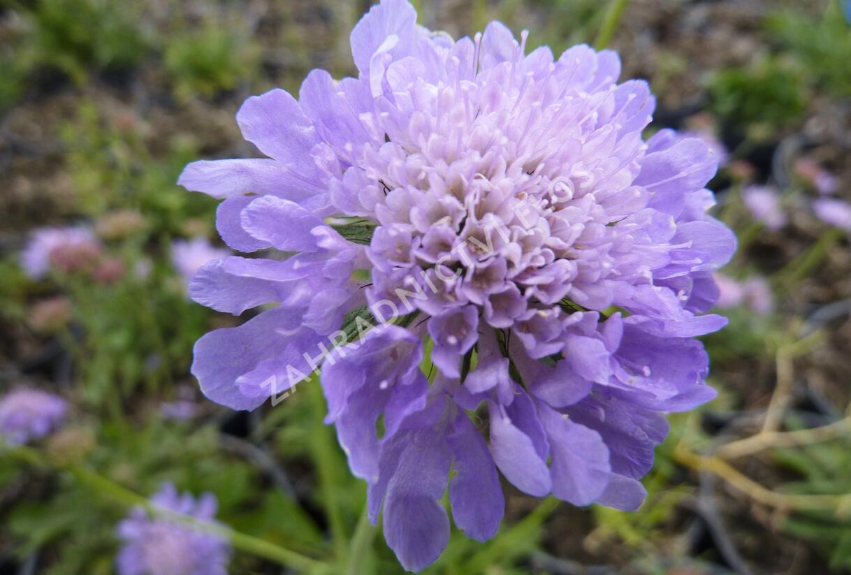 Hlaváč fialový 'Blue Diamonds' - Scabiosa columbaria 'Blue Diamonds'