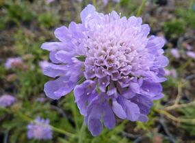 Hlaváč fialový 'Blue Diamonds' - Scabiosa columbaria 'Blue Diamonds'