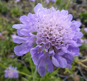 Hlaváč fialový 'Blue Diamonds' - Scabiosa columbaria 'Blue Diamonds'