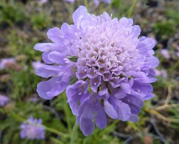 Hlaváč fialový 'Blue Diamonds'