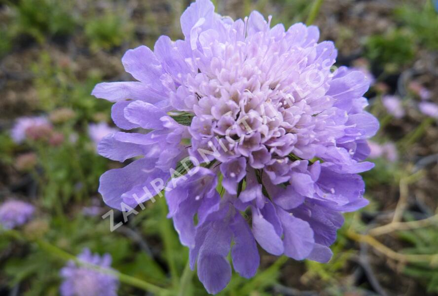 Hlaváč fialový 'Blue Diamonds' - Scabiosa columbaria 'Blue Diamonds'