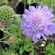 Hlaváč fialový 'Blue Diamonds' - Scabiosa columbaria 'Blue Diamonds'