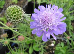 Hlaváč fialový 'Blue Diamonds' - Scabiosa columbaria 'Blue Diamonds'